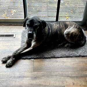 Meet your Posher, Dan